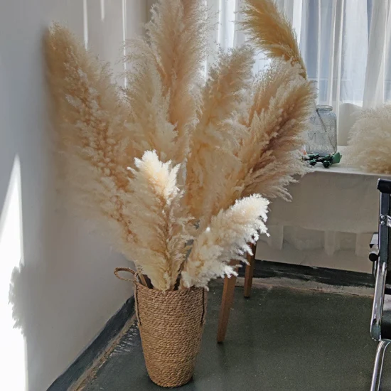 Véritable herbe de pampa à fleurs séchées naturelles pour la décoration de la maison 009